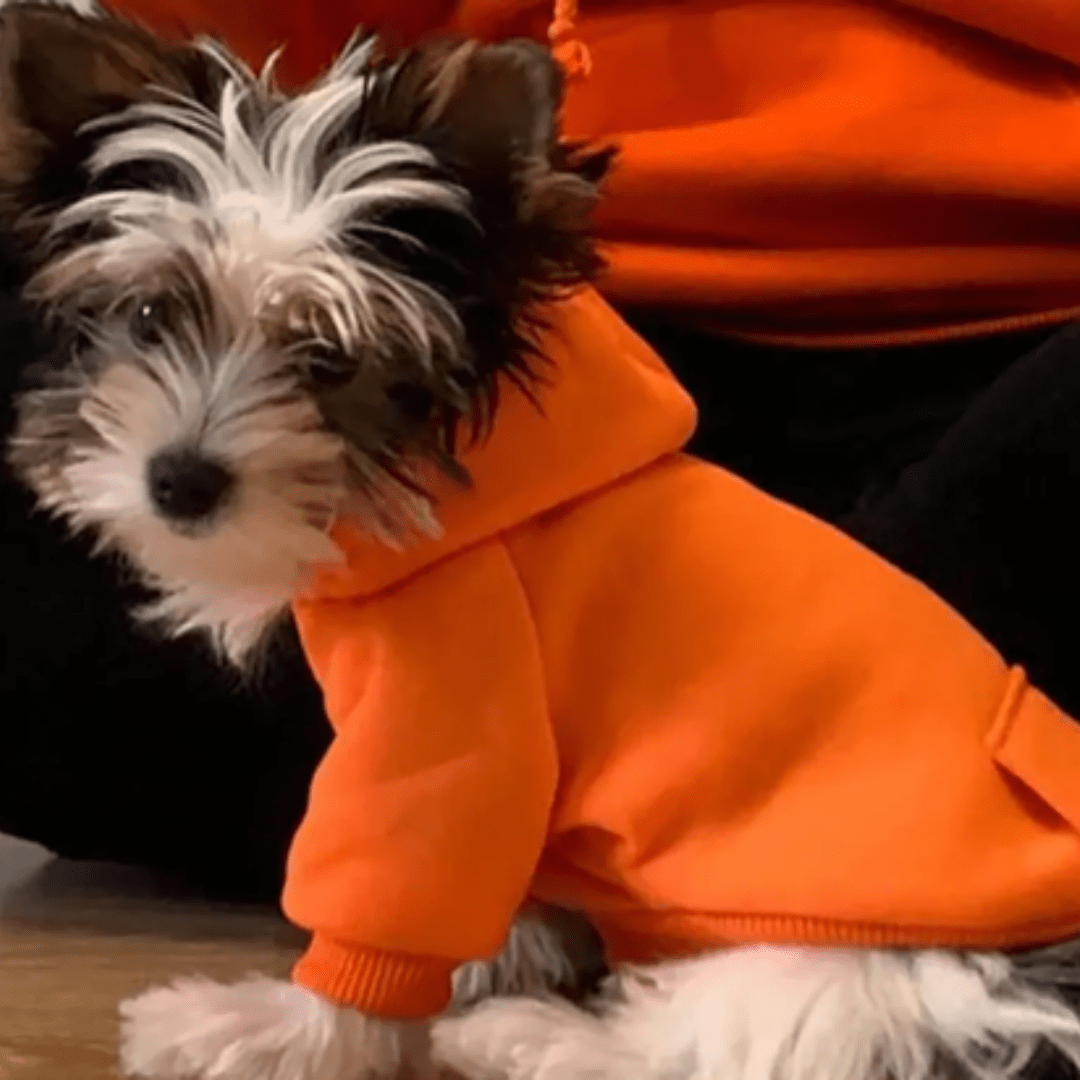 Chien avec notre sweat à capuche pour chien