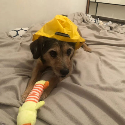 Chien avec notre veste de pluie