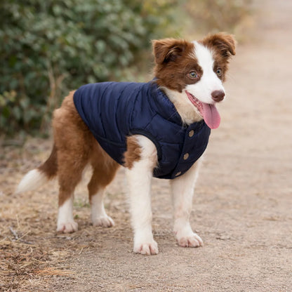 chien avec notre veste doublée pour petits chiens