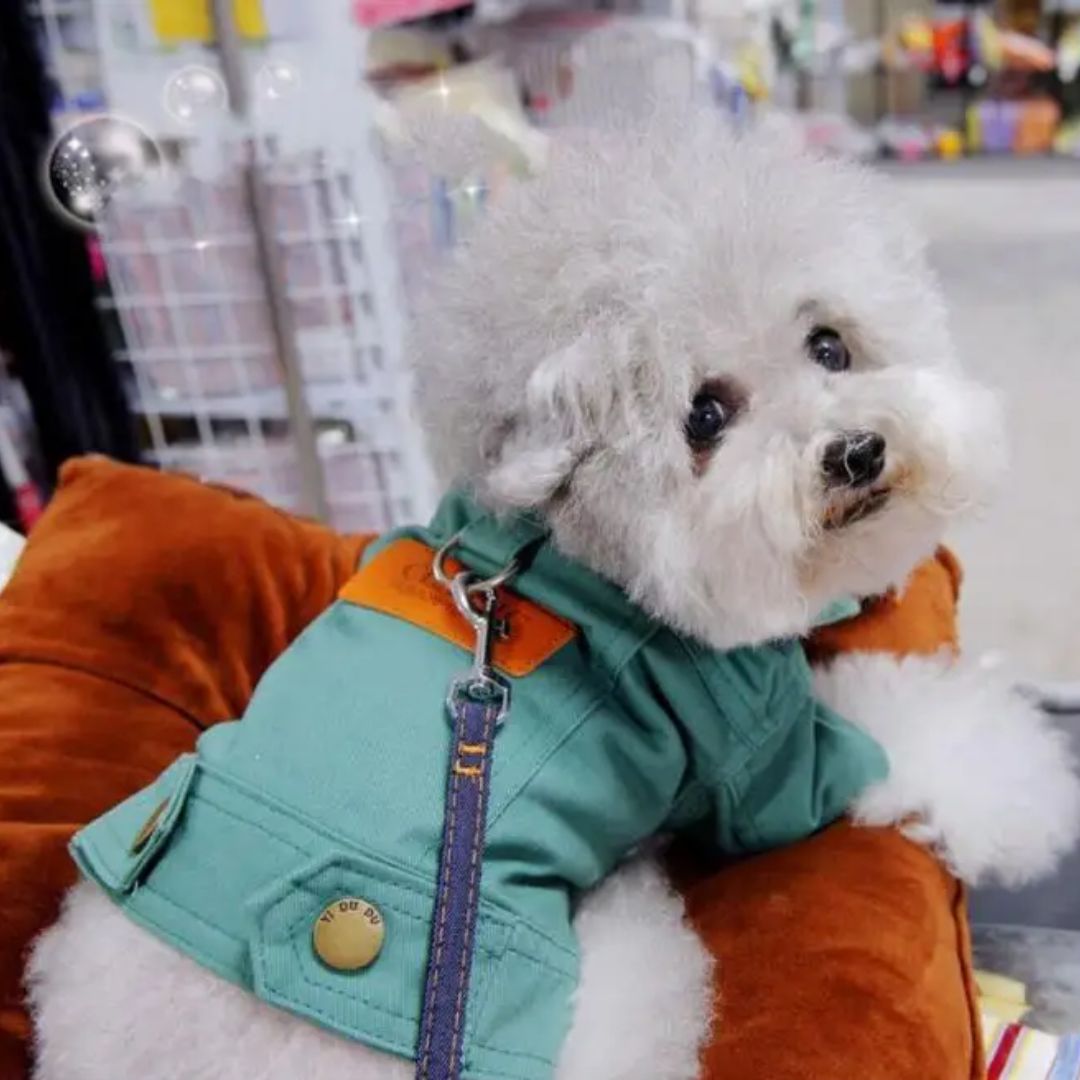Chien avec notre veste Denim de printemps pour chien