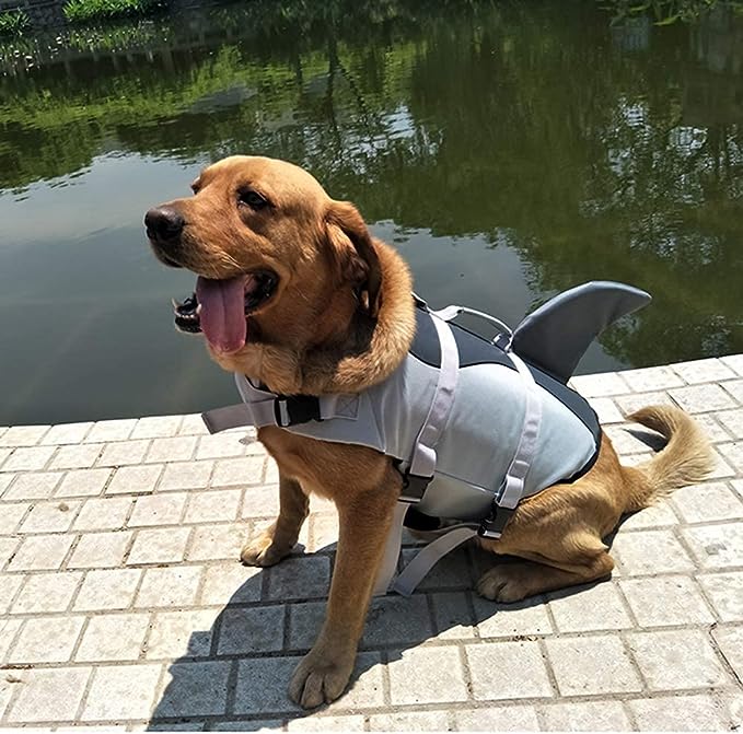 Chien avec notre gilet de sauvetage requin