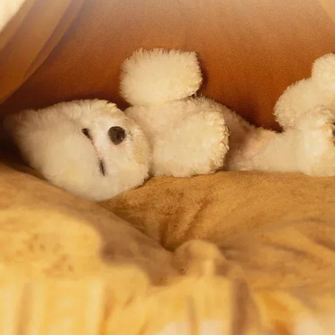 Chien dans notre tipi hivernal