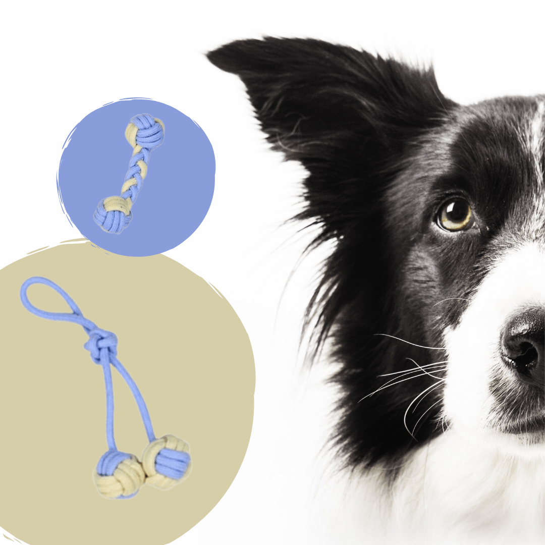 Lot de 8 cordes bleues à mâcher pour chien