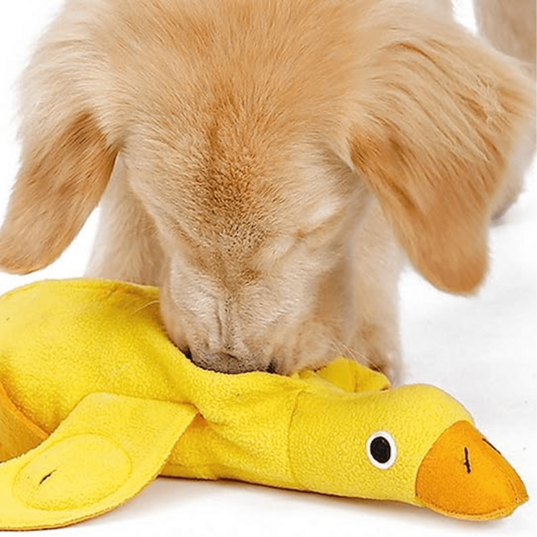 Chien qui cherche des croquettes dans notre jouet de fouille en forme de canard
