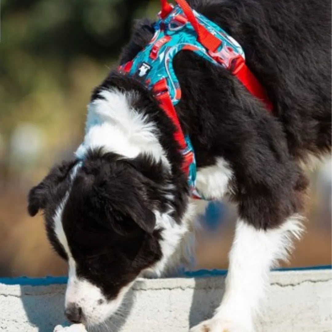 Chien avec notre harnais anti traction édition floral