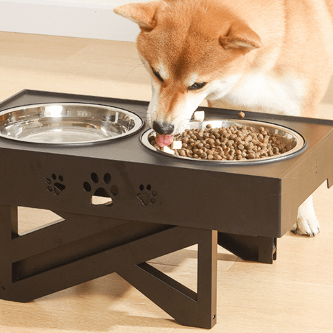 Chien qui mange dans notre mangeoire