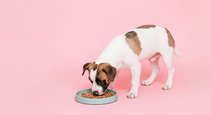 chien qui mange dans nos gamelles anti-glouton en silicone
