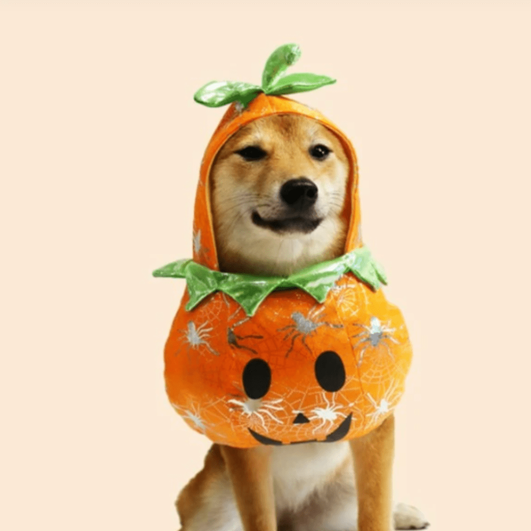 Déguisement citrouille pour chat et chien