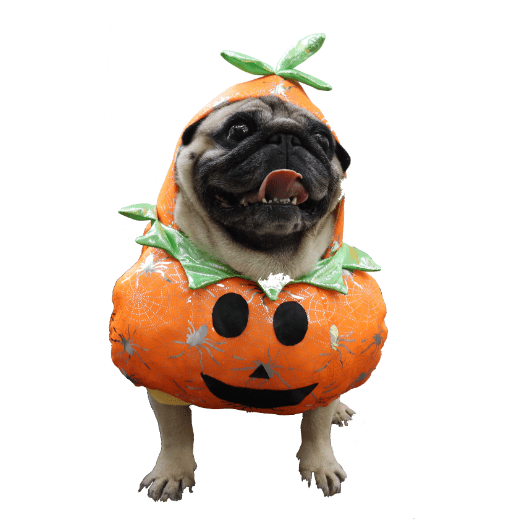 Déguisement citrouille pour chat et chien