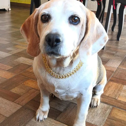 Strass™ : Collier strass en acier inoxydable pour chien