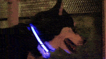 Collier lumineux LED en utilisation