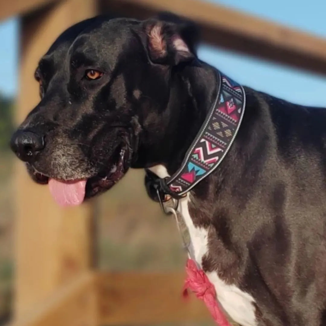 Chien avec notre collier large à motif