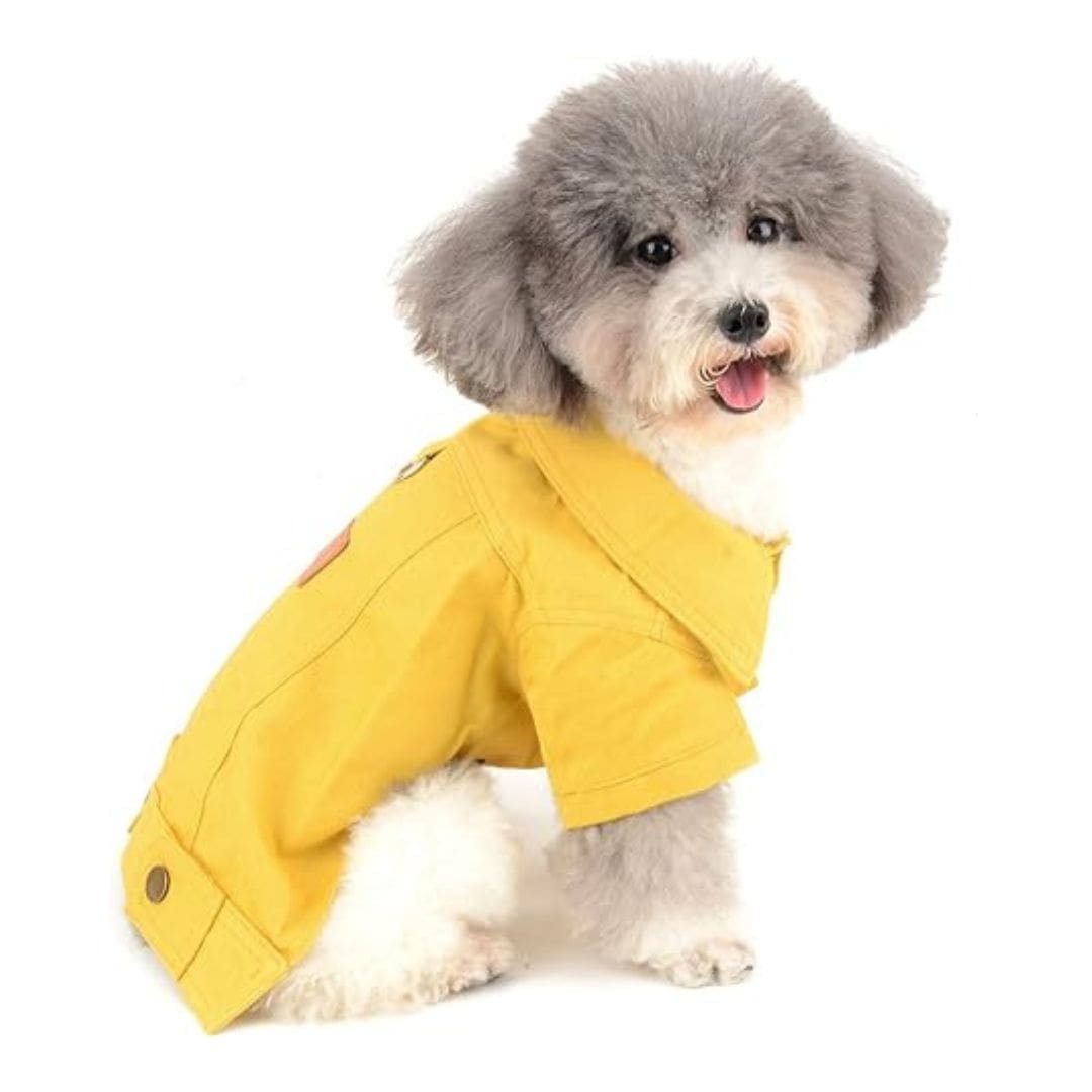 Chien avec notre veste jaune Denim de printemps pour chien