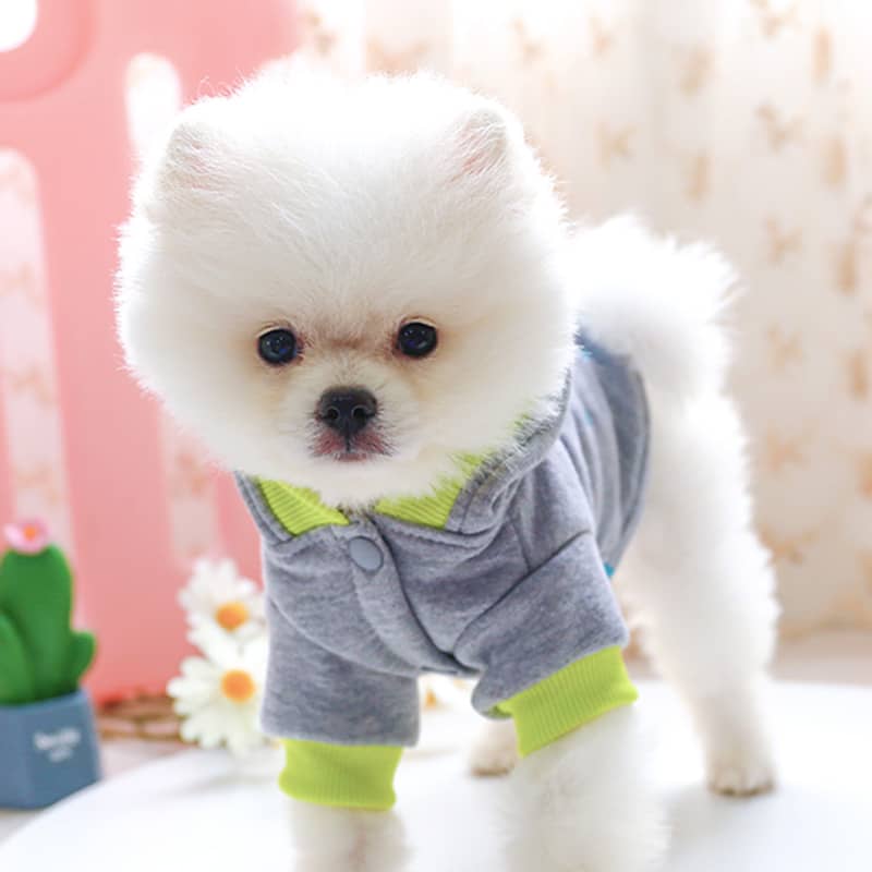 Chien avec un pull à capuche