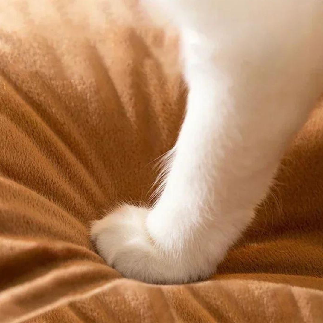 Tipi pour animaux conçu avec des matériaux de qualité