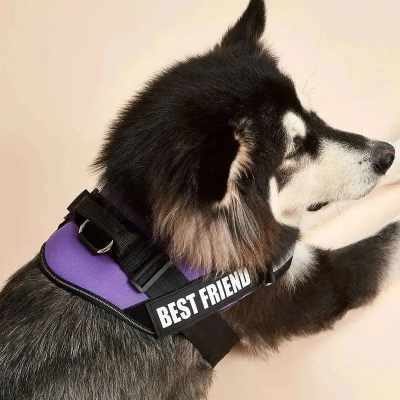 Chien avec un harnais personnalisé violet