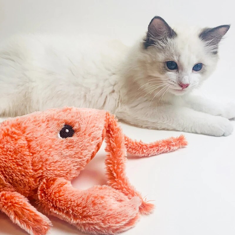 Chat avec notre jouet interactif écrevisse