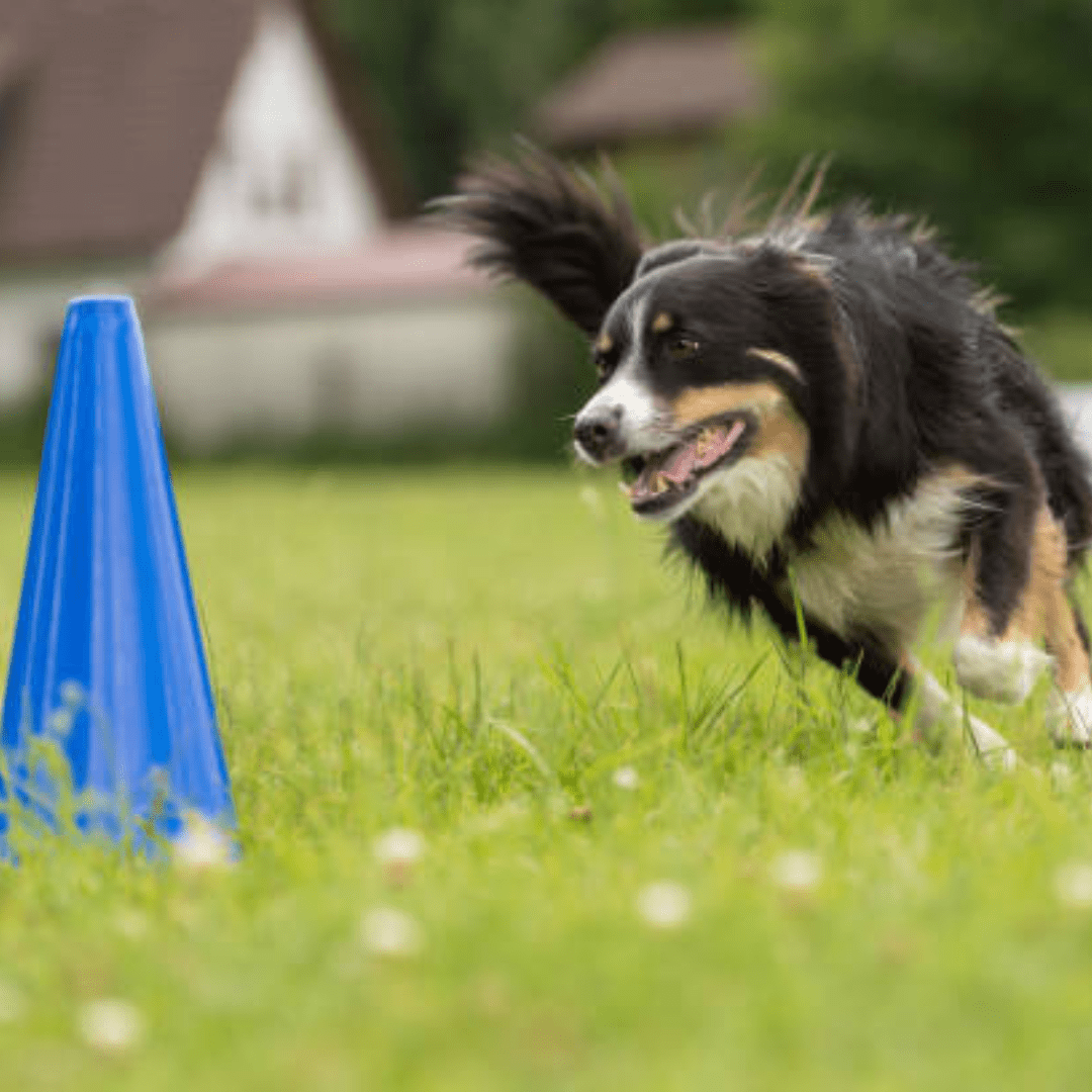 Chien en séance d'entraînement avec Jumping™ 