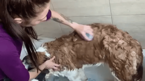 Brosse de main massante et moussante pour animaux en démonstration