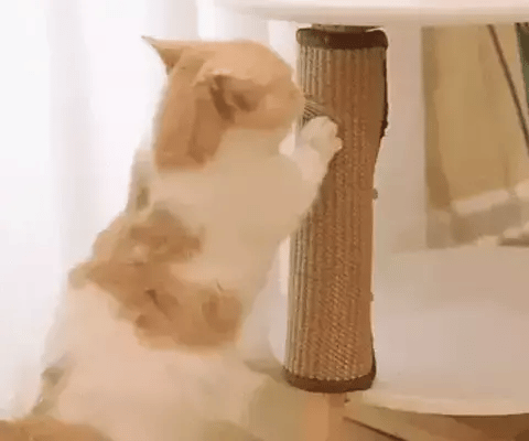 Chat qui fait ses griffes sur un tapis griffoir pour chat