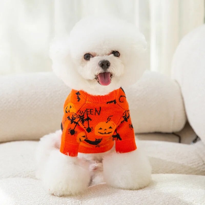 Pull Halloween pour chien