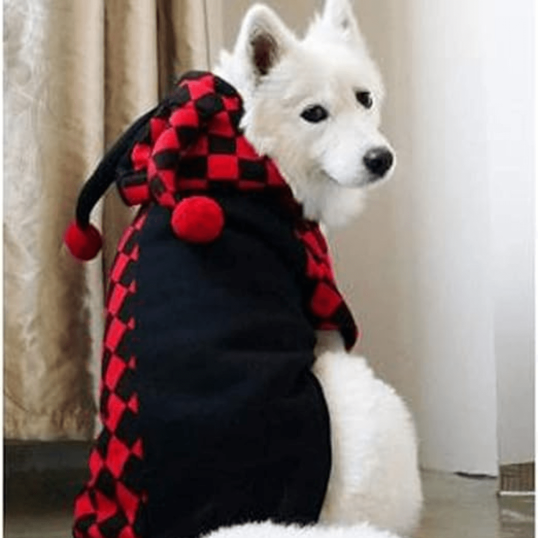 Déguisement de Fou pour chien et chat