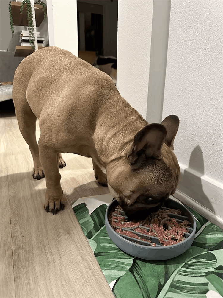 chien avec notre gamelle anti-glouton en silicone
