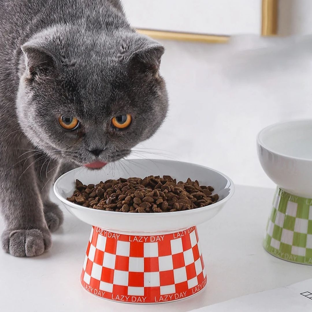 Chat avec notre gamelle en céramique Design