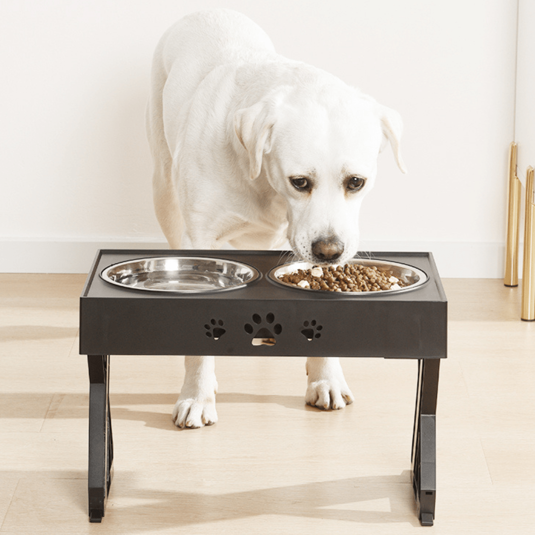 Chien avec notre mangeoire