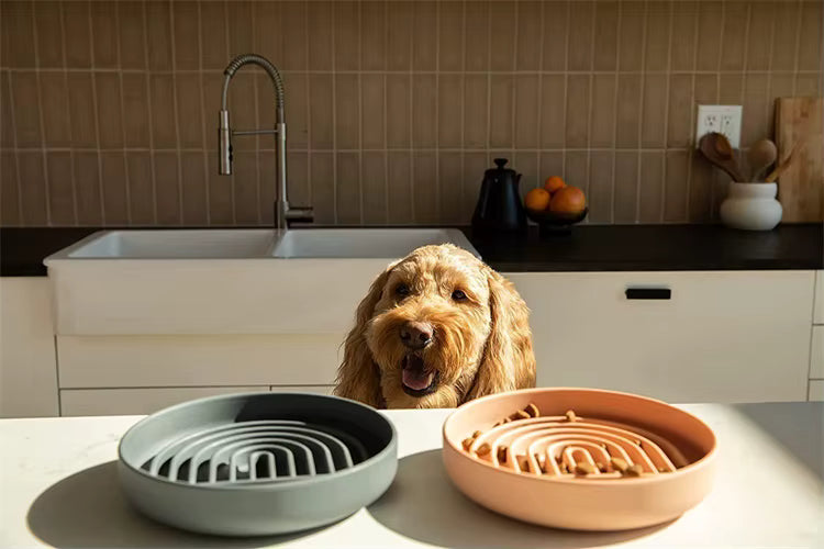 chien avec notre gamelle anti-glouton en silicone