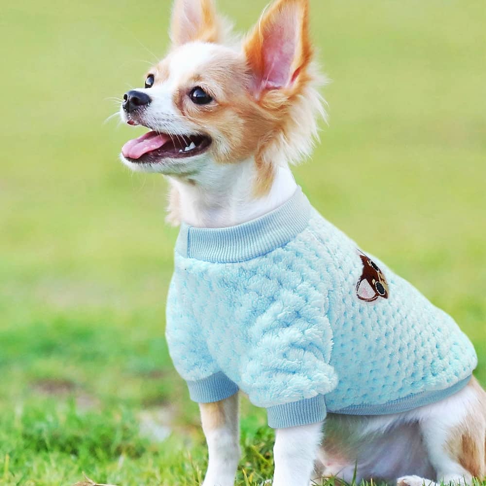 Chien avec un pull en molleton 