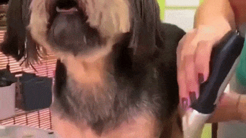 Utilisation de la tondeuse électrique sans fil pour animaux