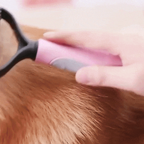 Présentation de la brosse pour chien et chat
