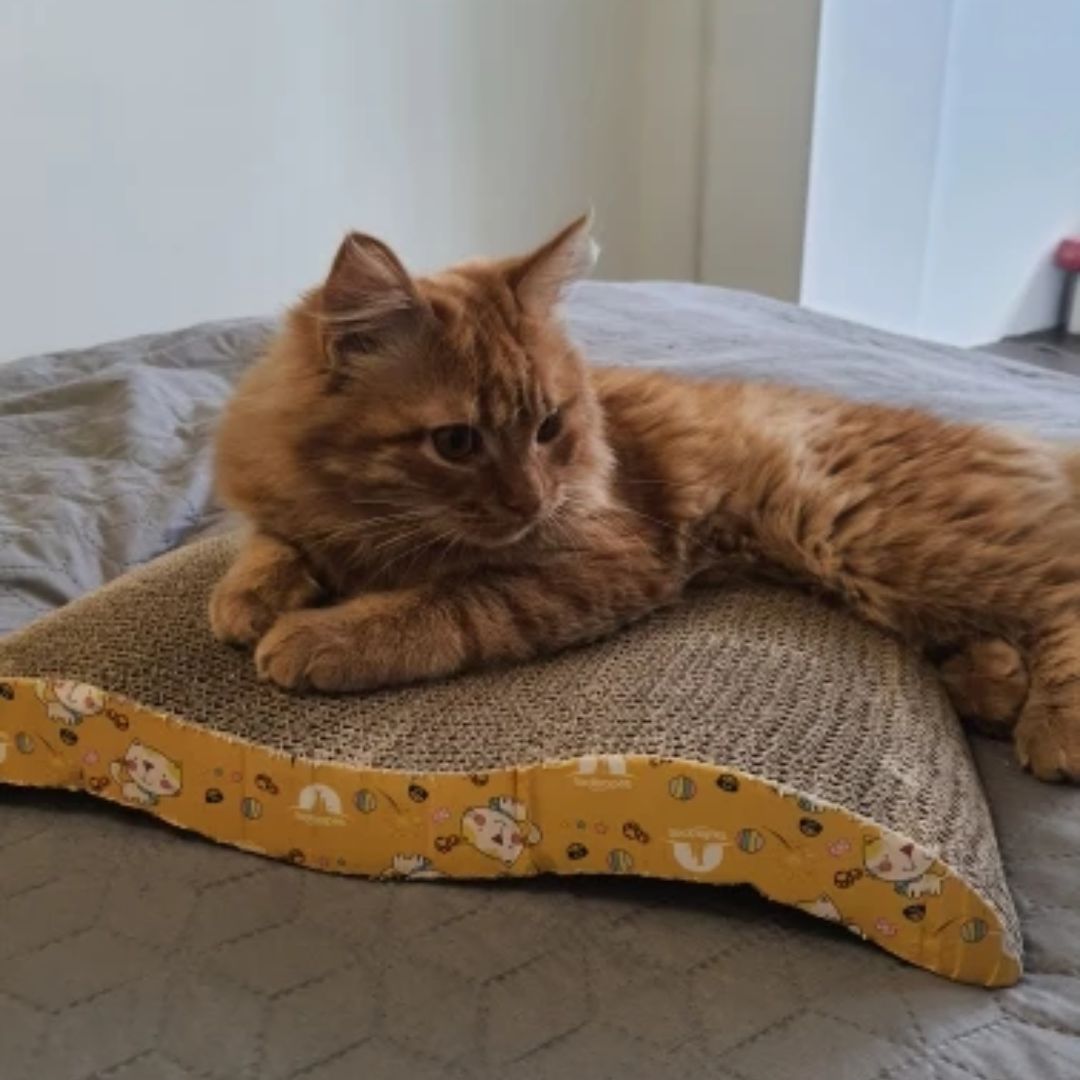 Chat avec notre griffoir horizontal
