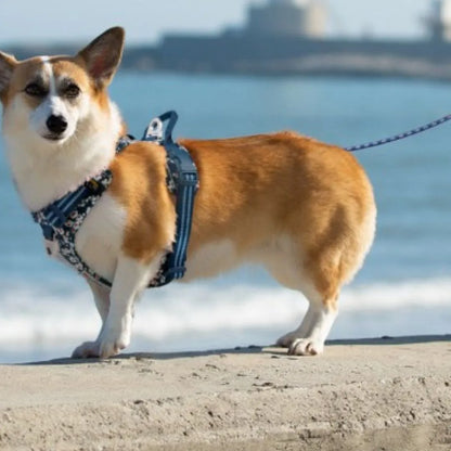 Chien avec notre harnais anti traction édition florale