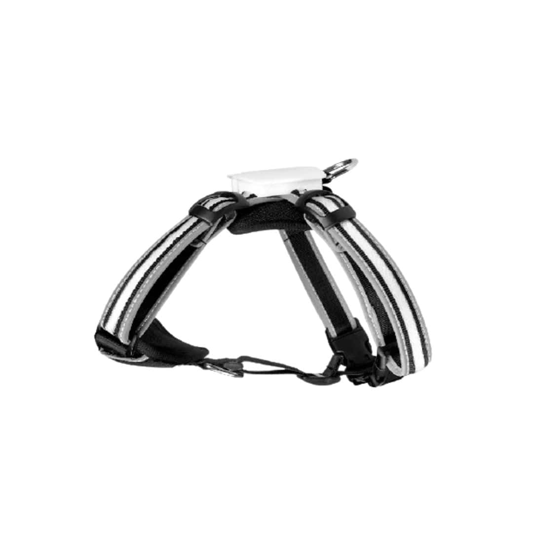 Harnais avec LED pour chien