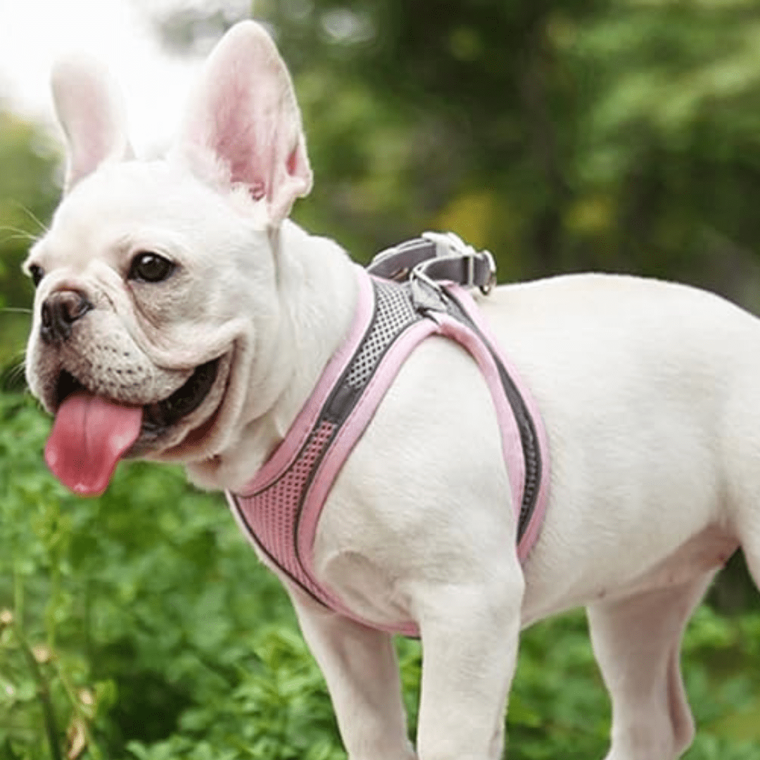 harnais pour petit chien