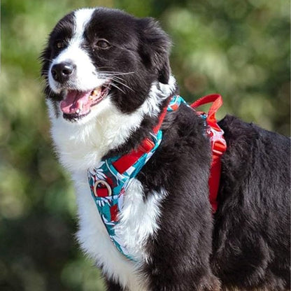 Chien avec notre harnais anti traction édition florale