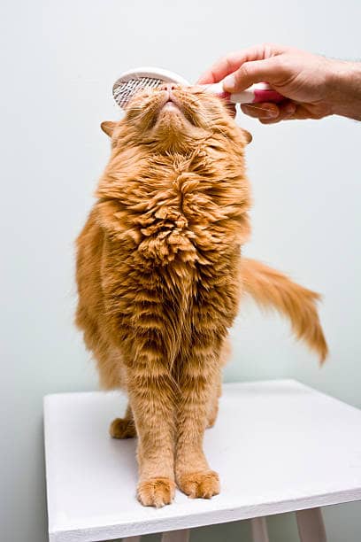 Chat qui se fait brosser par une brosse avec poussoir