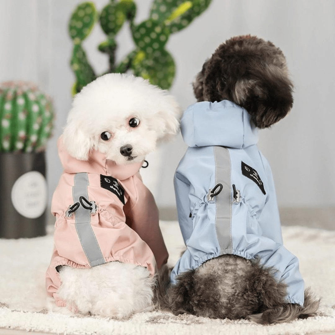 Chiens avec une veste imperméable pour chien