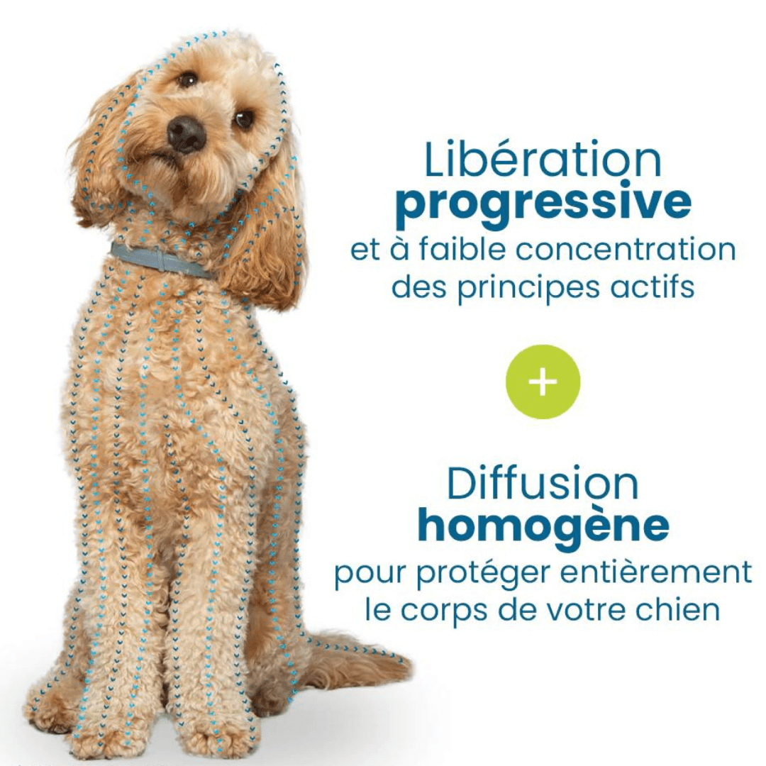 Libération progressive de notre collier anti-puces et anti-tiques gris pour chien et chat