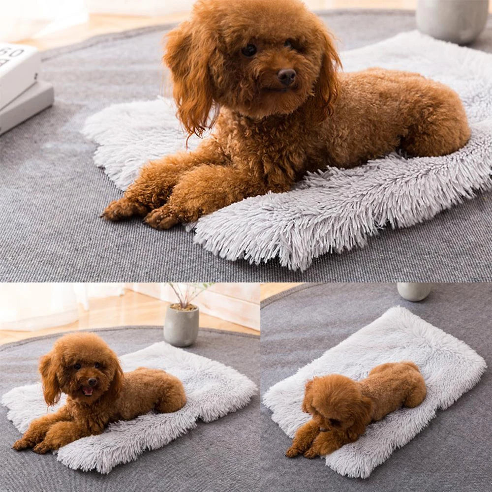 Chien sur notre tapis moelleux de couchage pour animaux