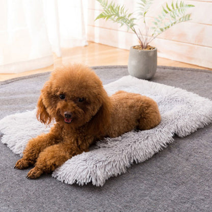 Chien sur notre tapis moelleux de couchage pour animaux