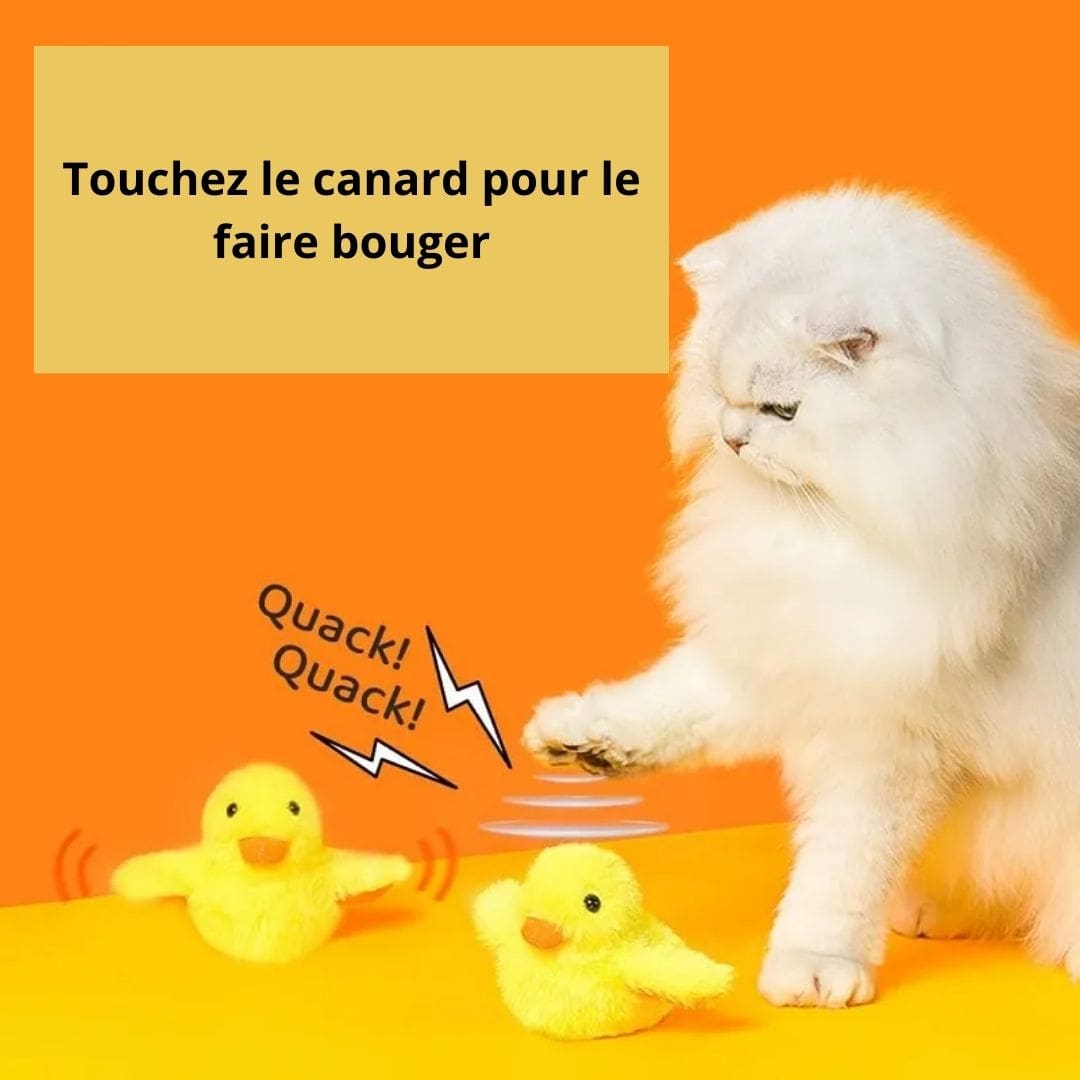 Mouvements de notre peluche interactive canard pour chat