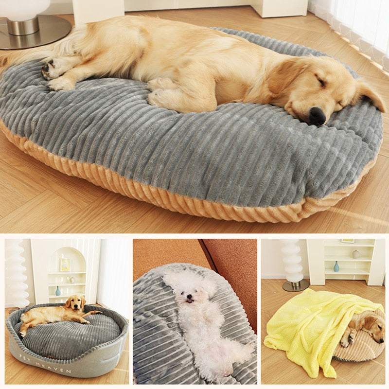 Chien sur un coussin du lit paradis pour chien