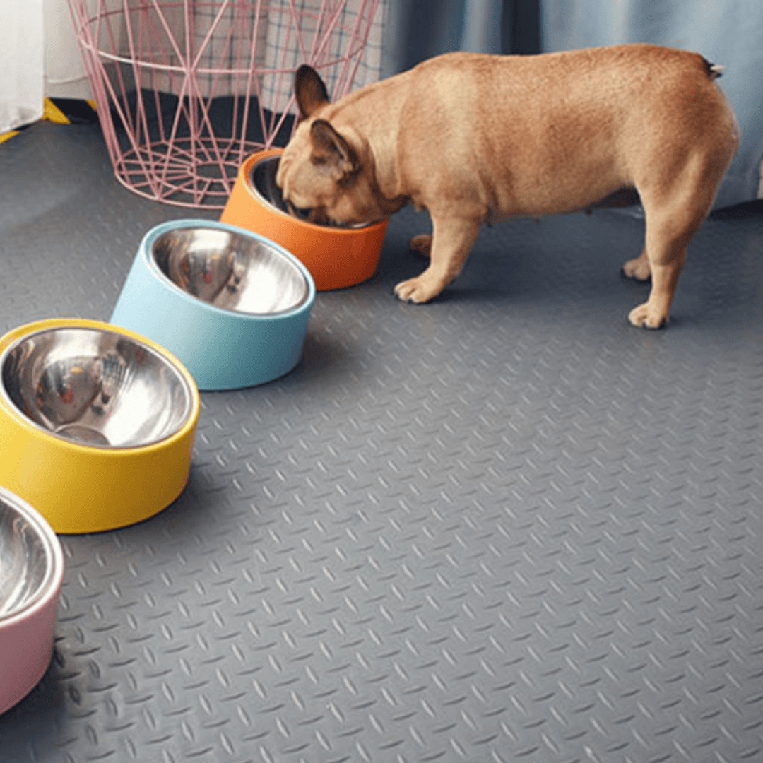 Chien entrain de manger dans un grand bol surélevé