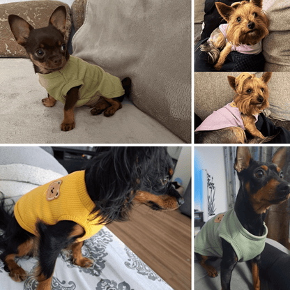 Chiens avec notre notre pull ourson pour chien