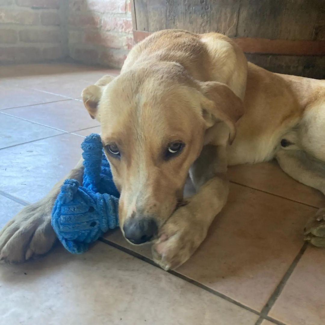 Chien avec notre peluche côtelée ours