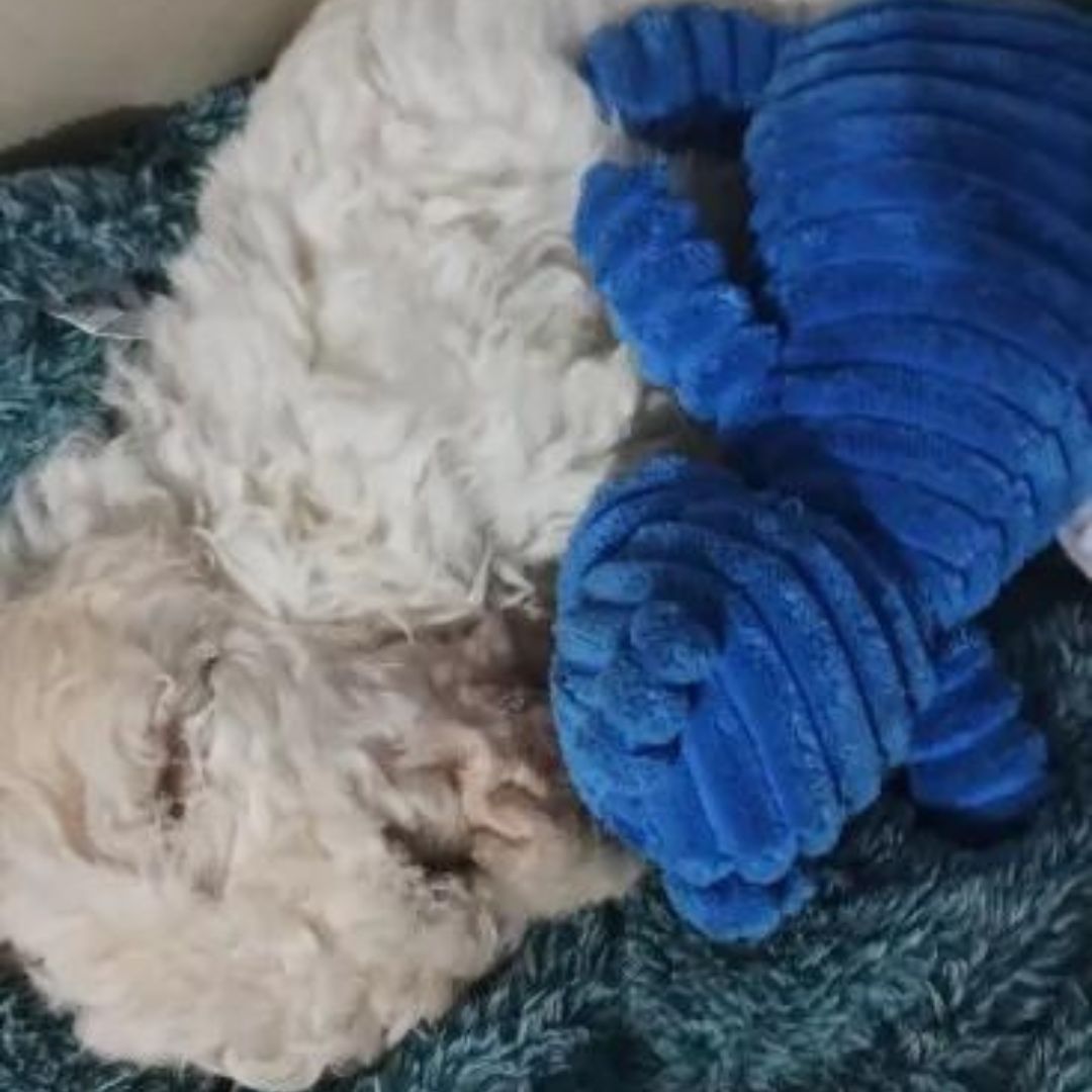 Peluche côtelée ours pour chien