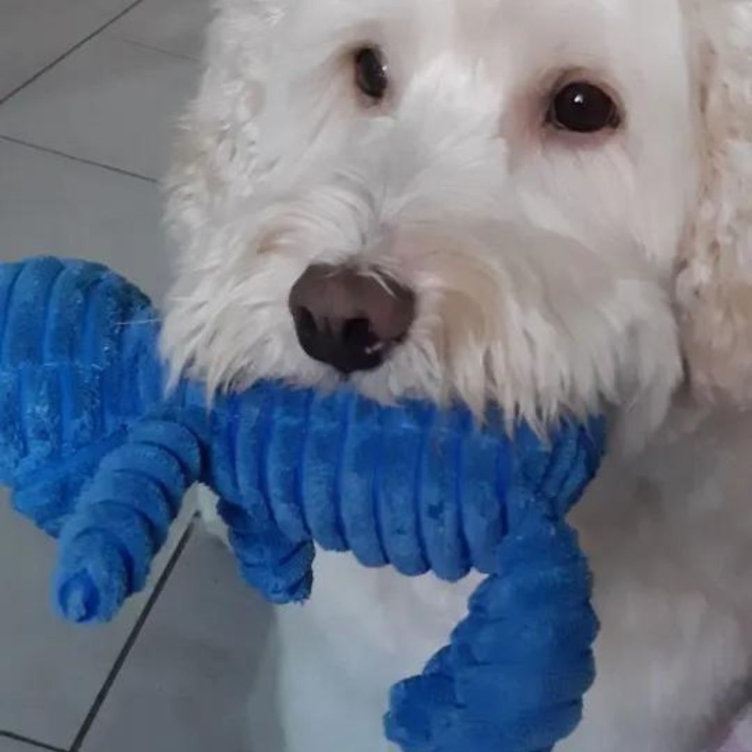 Peluche côtelée ours pour chien